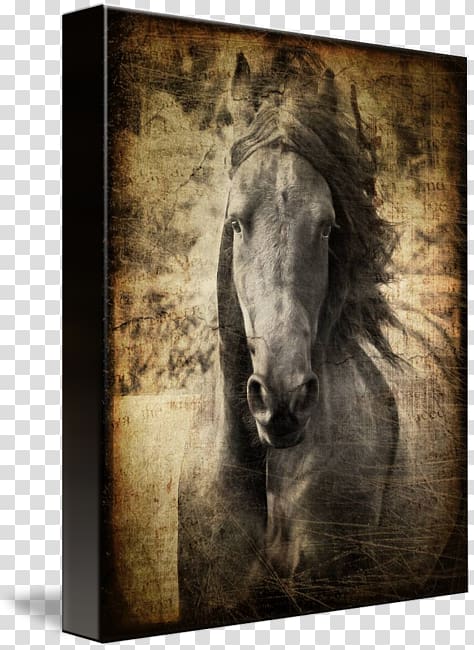 Friesian horse Mustang Stallion Mane Pony, Friesian Horse transparent background PNG clipart