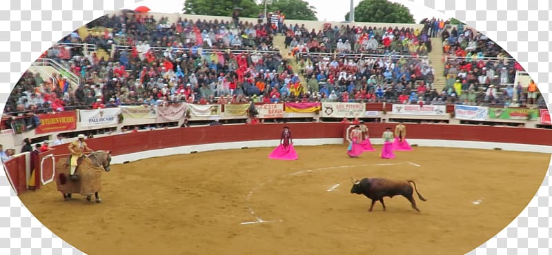Bullfighting Bullring Bullfighter Arena, bull transparent background PNG clipart