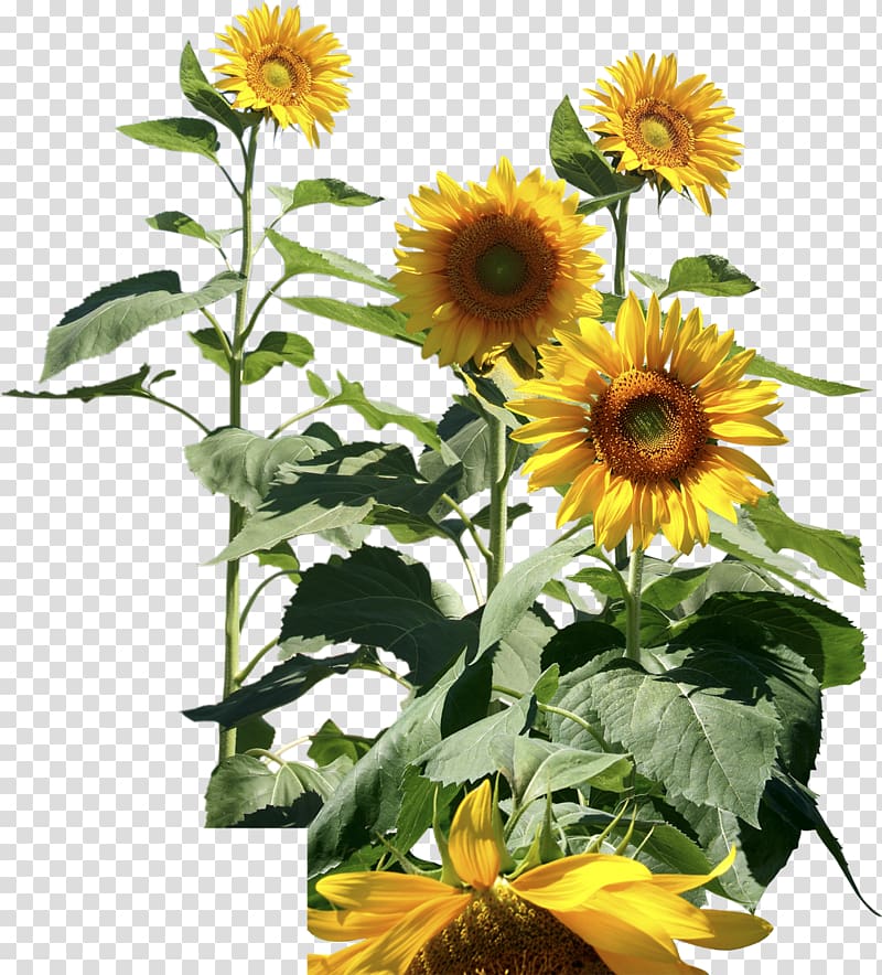 National Informatics Centre Common sunflower Digital library Government of India, sunflower transparent background PNG clipart