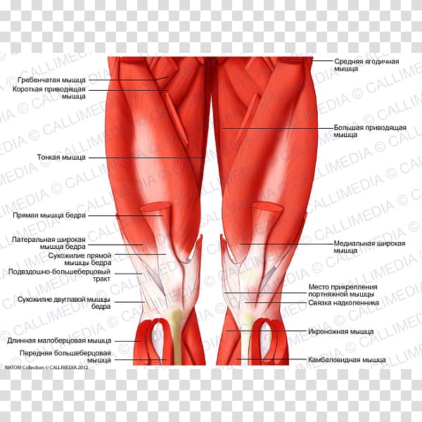 Anterior compartment of thigh Human leg Posterior compartment of thigh Muscle, rectus femoris function transparent background PNG clipart