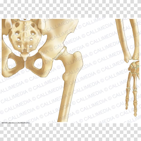 Pelvis Hip bone Human skeleton, Intertrochanteric Crest transparent background PNG clipart