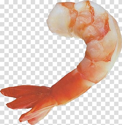 Shrimps transparent background PNG clipart