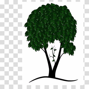 Leaf Plant stem, Leaf transparent background PNG clipart thumbnail