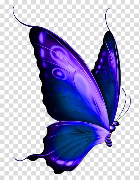 purple and black swallowtail butterfly illustration, Butterfly Red Greta oto , Purple Butterfly transparent background PNG clipart