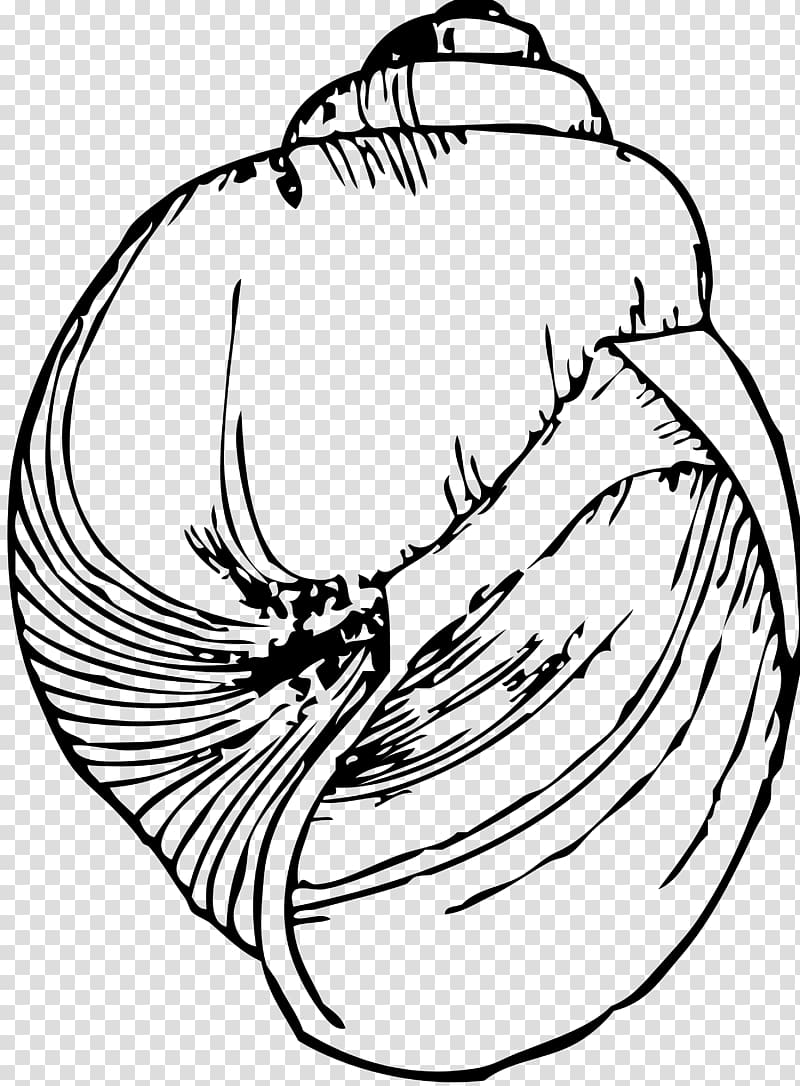 Drawing Seashell Line art Gastropod shell , seashell transparent background PNG clipart