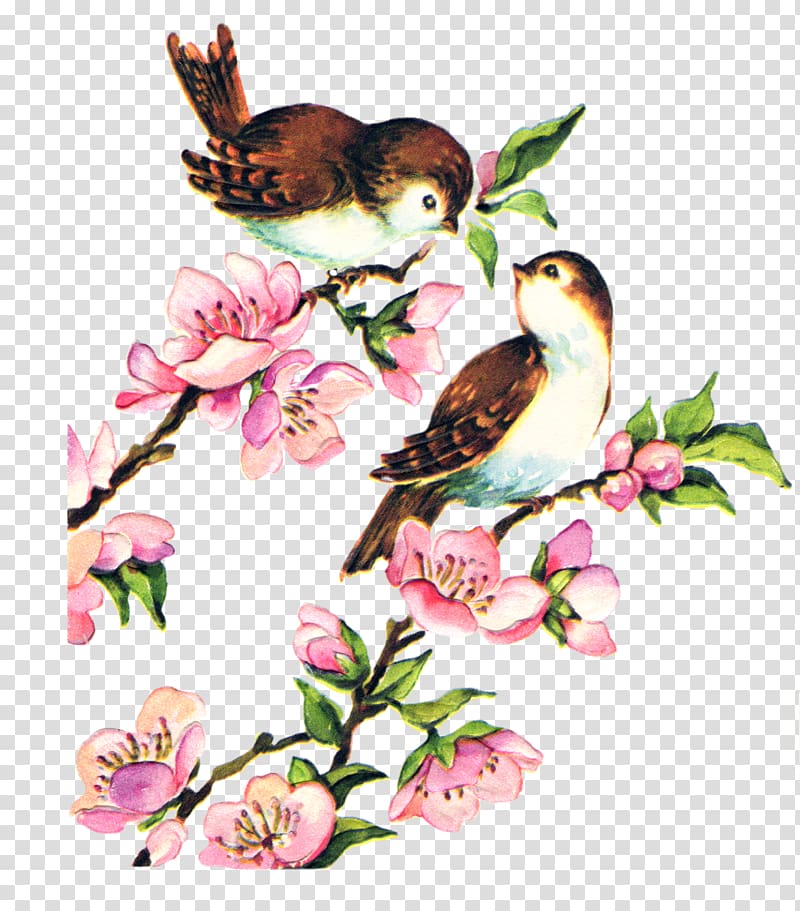 Lovebird Sparrow Birdcage , Bird transparent background PNG clipart
