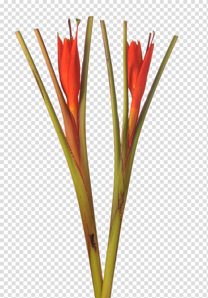 Cut flowers Plant Lobster-claws Bird of paradise flower, plant transparent background PNG clipart