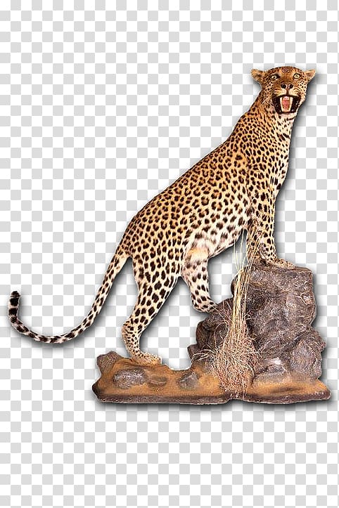 Cheetah Leopard Taxidermy Skull mounts Tanning, African Leopard transparent background PNG clipart
