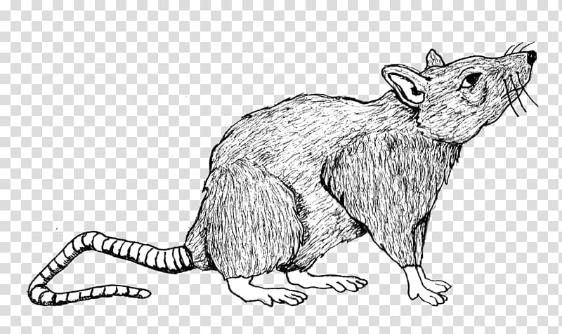 Rat City Studios & Garden Mouse Line art Whiskers, rat transparent background PNG clipart