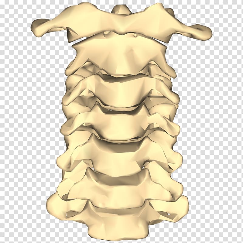 Vertebral column Cervical vertebrae Spinal fusion Bone Lumbar vertebrae, look transparent background PNG clipart