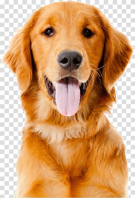 Golden Retriever Labrador Retriever Labradoodle Puppy, golden retriever transparent background PNG clipart