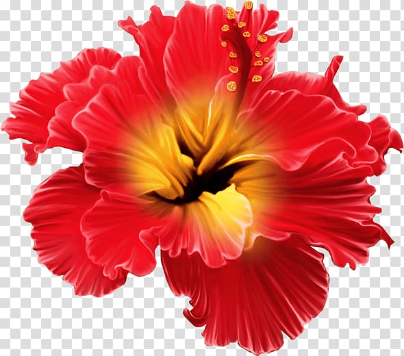 red and yellow double hibiscus flower, Flower Tropics Floral design , tropical transparent background PNG clipart