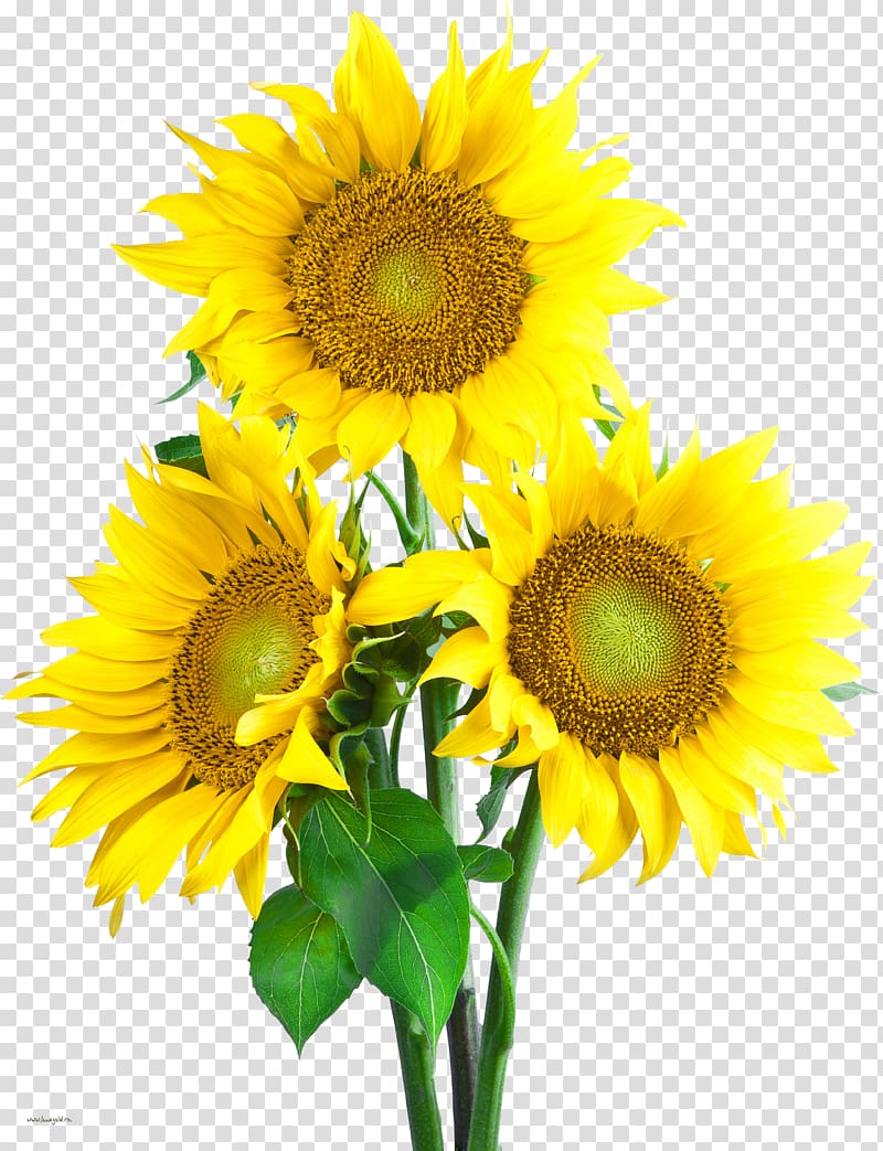 Common sunflower Computer Icons , sunflower transparent background PNG clipart
