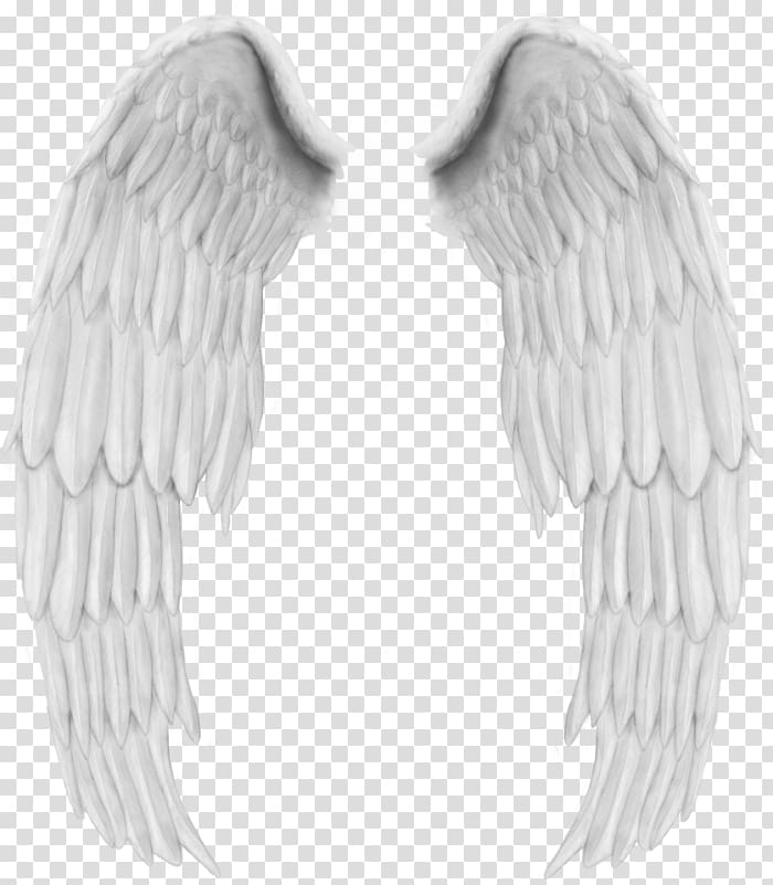 Angel Wing Bird, angel transparent background PNG clipart