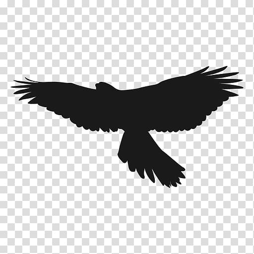 Warsaw Bird Silhouette , eagle transparent background PNG clipart