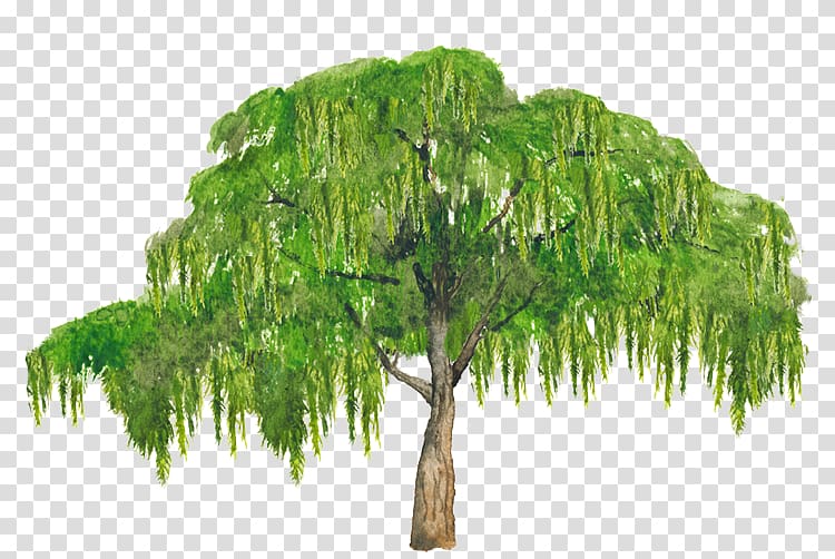 Schinus molle Broad-leaved tree Evergreen Pepper, tree transparent background PNG clipart