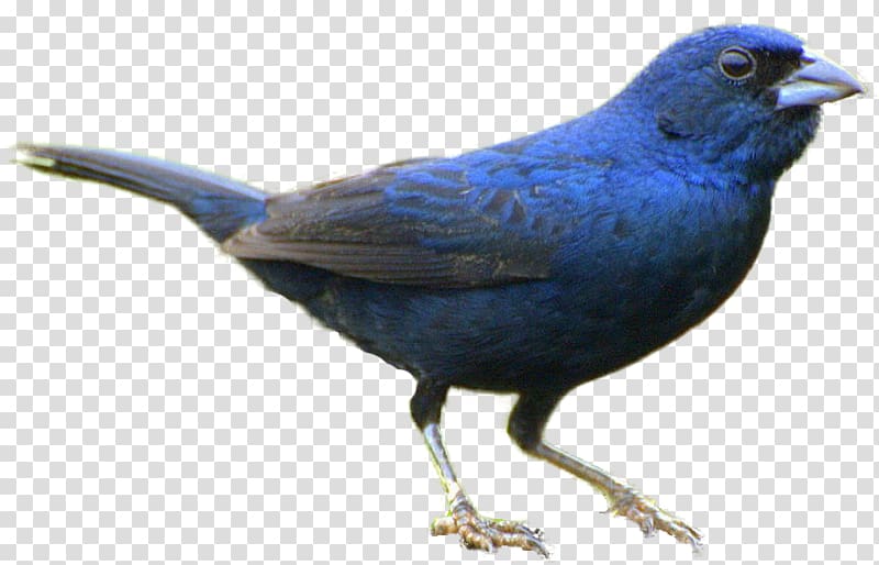 Songbird Blue-black grassquit 2GREEN , blue bird transparent background PNG clipart