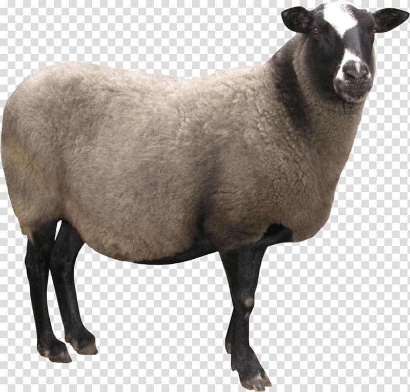 Sheep Taurine cattle Ahuntz, sheep transparent background PNG clipart
