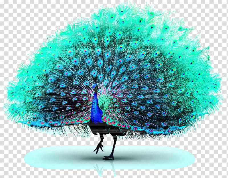 Asiatic peafowl Green peafowl, Peacock transparent background PNG clipart