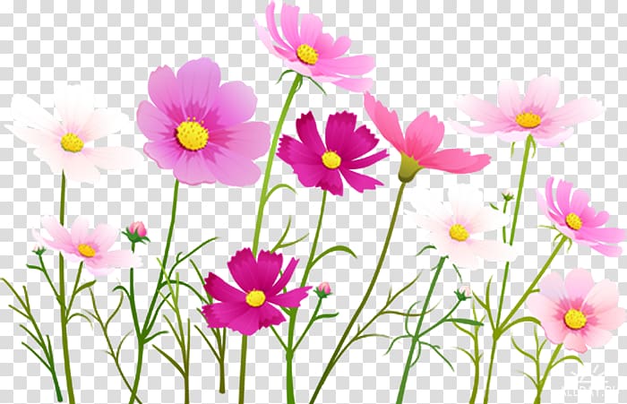 Flower Portable Network Graphics Cosmos, multi purpose flyers transparent background PNG clipart