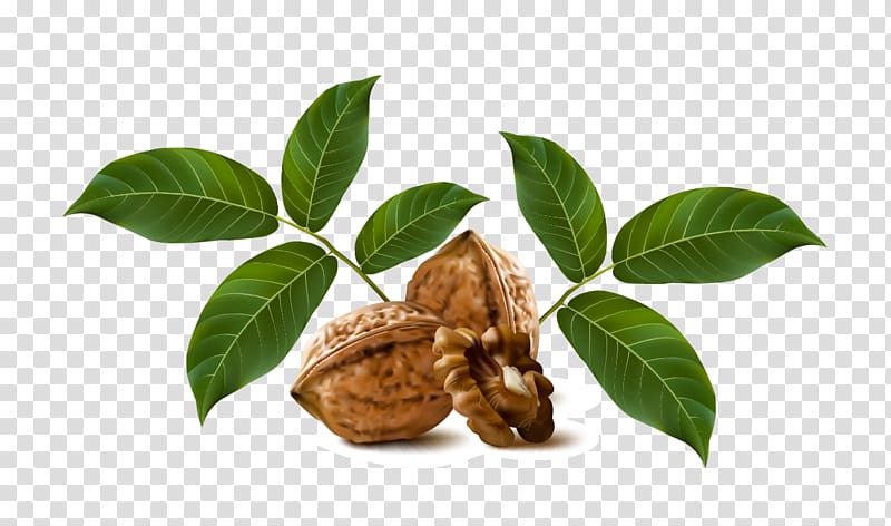Walnut Drawing Fruit, walnut transparent background PNG clipart