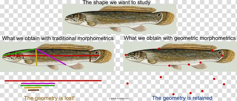 Geometric morphometrics in anthropology Geometry Fish Sardine, fish transparent background PNG clipart