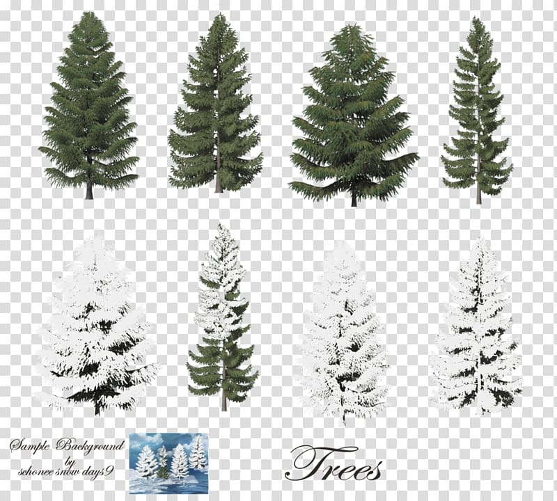 eight green and white pine trees, Pine Trees (Rookie Read-About Science Araucaria columnaris Scots pine Conifers, Fir-Tree Free transparent background PNG clipart