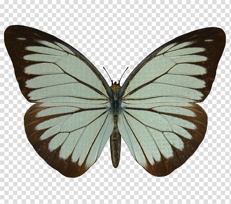 Butterfly Pieridae Pieris brassicae, butterflay transparent background PNG clipart