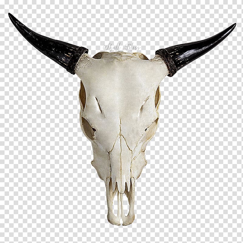 Highland cattle Skull Horn Bull Goat, bull skull transparent background PNG clipart