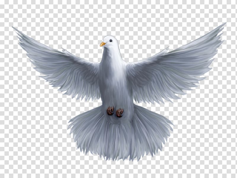 white bird illustration, Holy Spirit God Saint Trinity, pomba transparent background PNG clipart