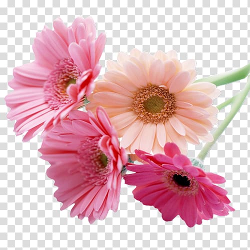 Desktop Cut flowers Transvaal daisy Deity America, flower transparent background PNG clipart