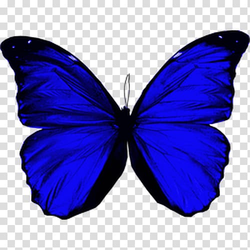 Butterfly Morpho menelaus Morpho didius Morpho peleides Morpho helenor, butterfly transparent background PNG clipart