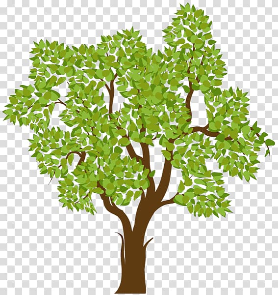 Tree, tree transparent background PNG clipart