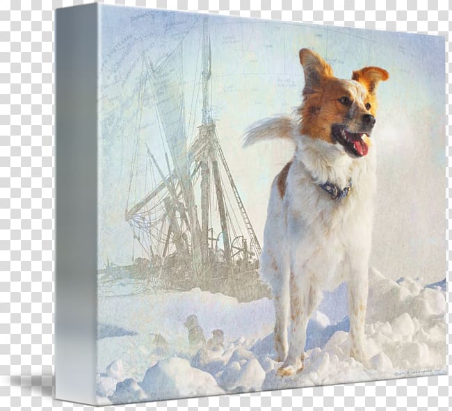 Dog breed Icelandic Sheepdog Painting, dog in kind transparent background PNG clipart