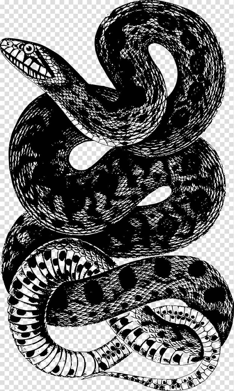 Corn snake , snake transparent background PNG clipart