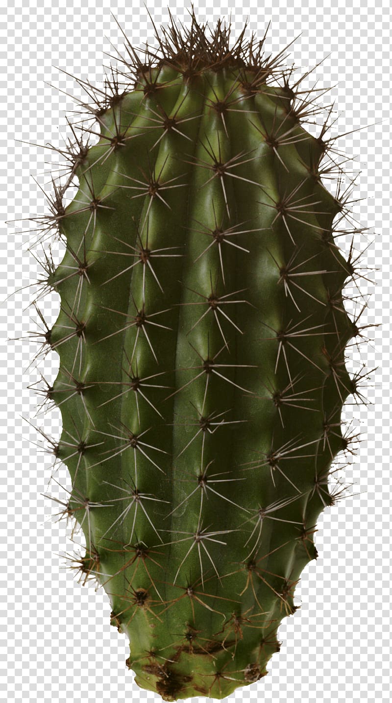 green cactus plant illustration, Cactaceae, Cactus transparent background PNG clipart