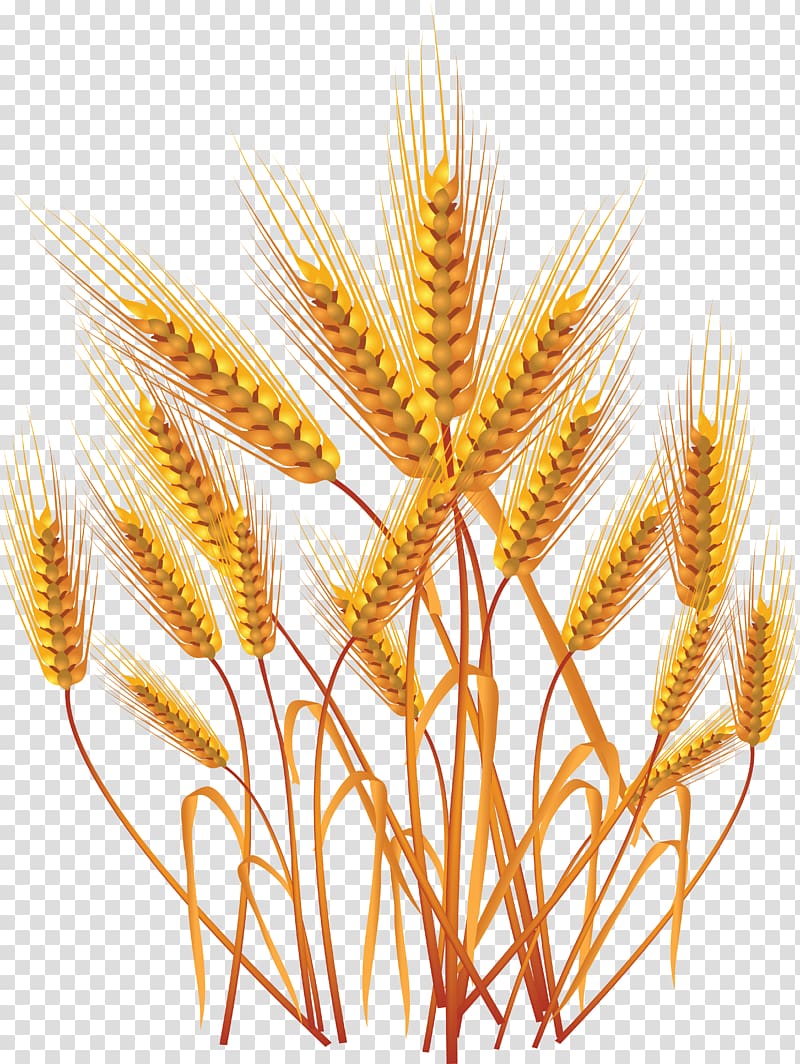 Wheat Ear Cereal Illustration, Wheat transparent background PNG clipart