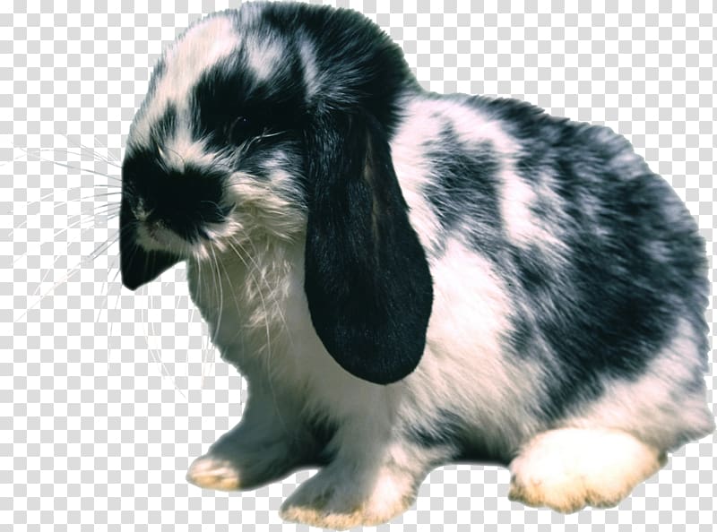 Domestic rabbit Hare , Pascoa transparent background PNG clipart