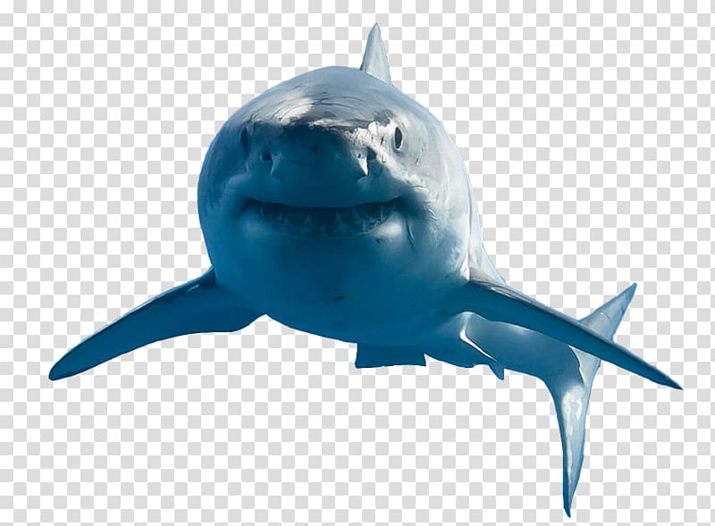 Great white shark Requiem shark Real property Lamniformes Estate agent, containing jpg preview transparent background PNG clipart