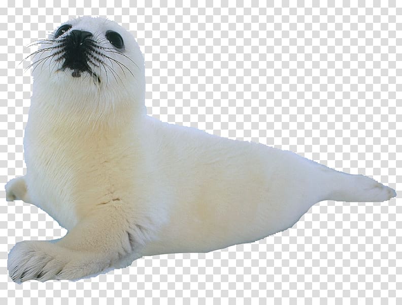 Climope Earless seal Sea lion Aquatic animal, transparent background PNG clipart