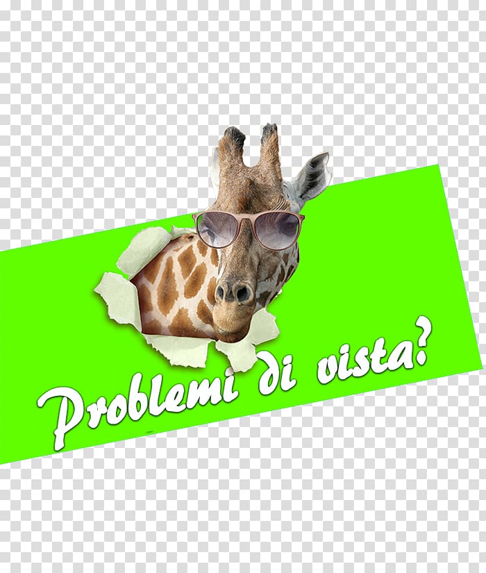 Giraffe Display window Customer Vetrofania Decoratie, giraffe transparent background PNG clipart