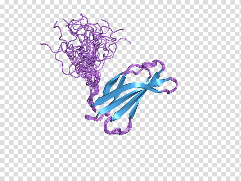 Fibronectin Protein domain Integrin Protein dimer, others transparent background PNG clipart