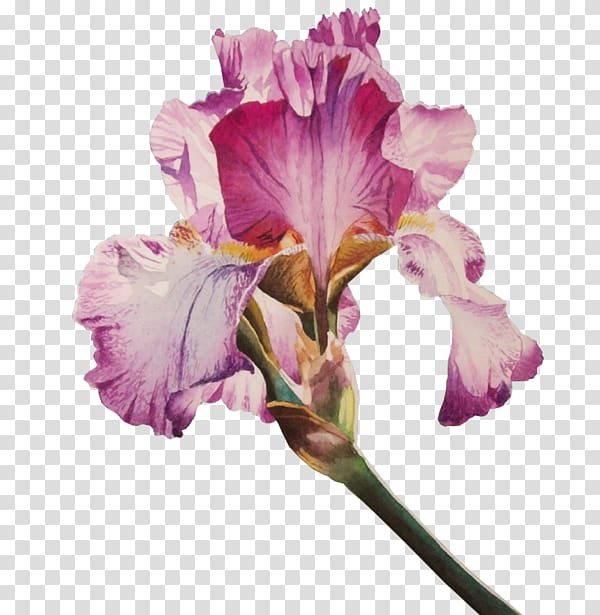 Irises Flower Poppy , flower transparent background PNG clipart