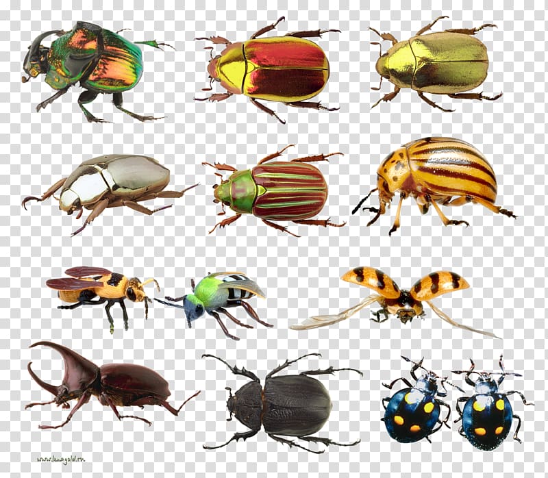 Lesser silver water beetle Hydrophilus , insect map transparent background PNG clipart