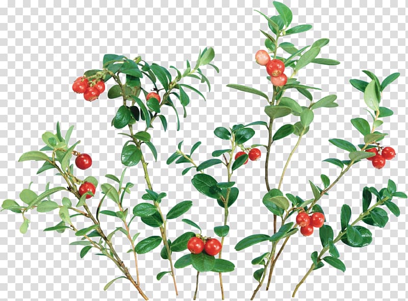 Lingonberry Cranberry , plant transparent background PNG clipart