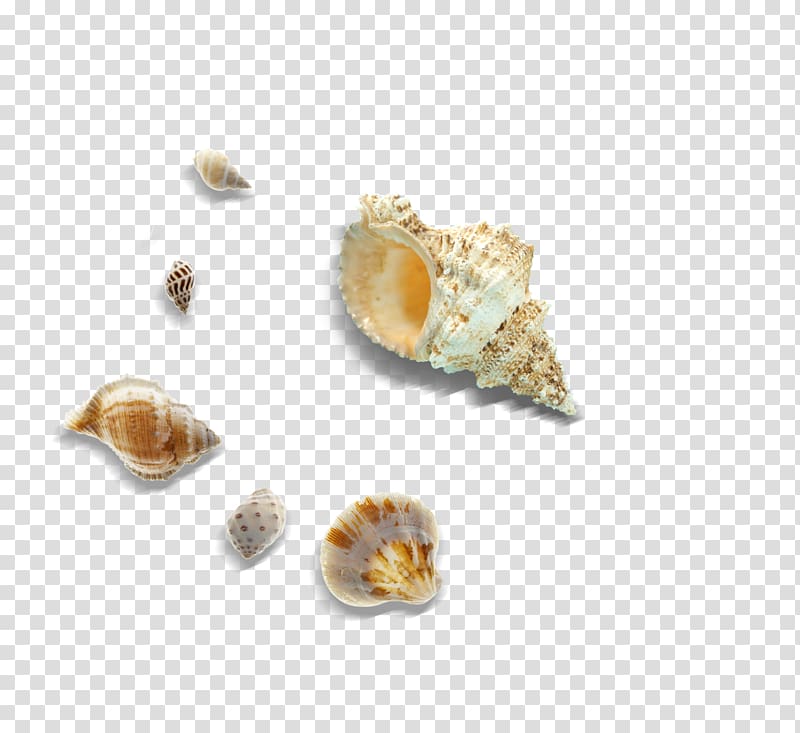 Cockle Seashell Sea snail, conch transparent background PNG clipart
