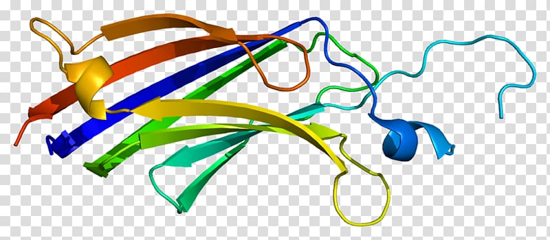 PRKCE Protein kinase C, others transparent background PNG clipart