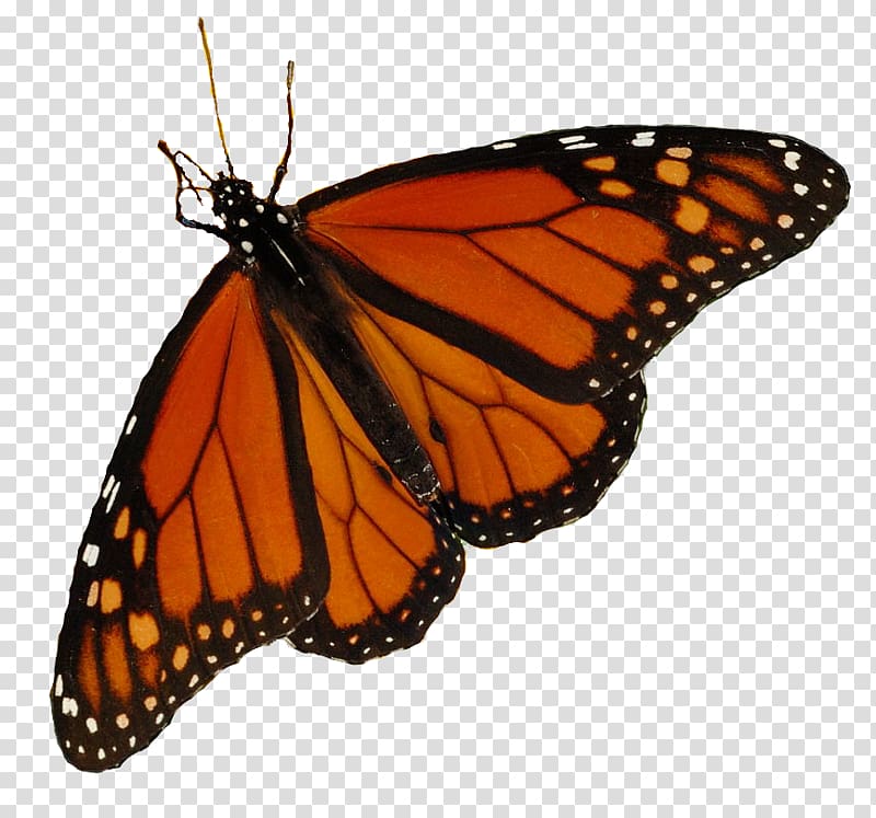 Monarch butterfly Pieridae Oriental Shorthair Siamese cat, butterfly transparent background PNG clipart