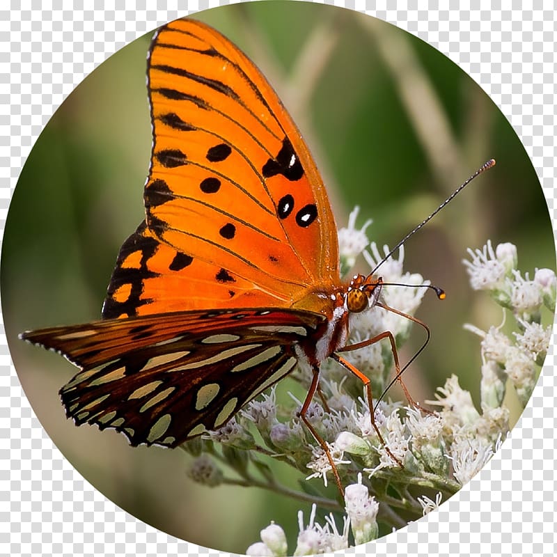 Butterfly Insect wing Gulf Fritillary Eating, sarah vegetables transparent background PNG clipart