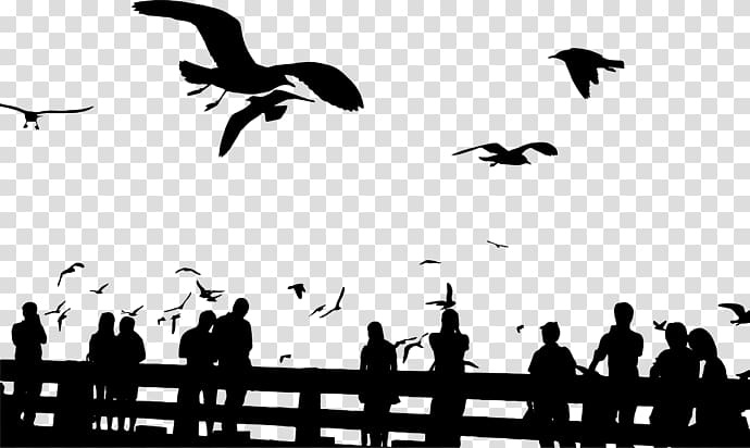 Bird flight Silhouette Flock , Bird transparent background PNG clipart